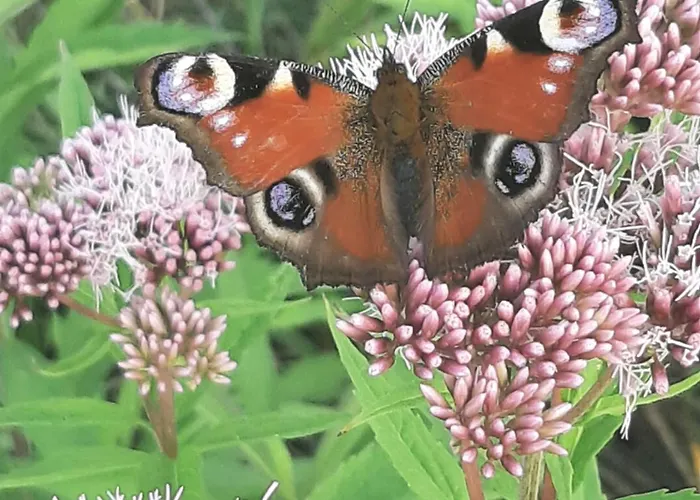 Pensjonat Noclegi Jaroszowice Jaroszowice